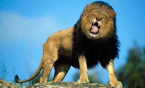 lions roaring google search wild animal  pinterest male