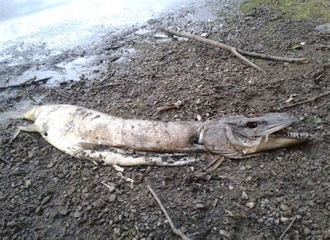 enormous lake monster washes   shore  manchester england daily digest