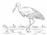 Stork Storch Maguari Weißstorch Ausmalbild Designlooter sketch template