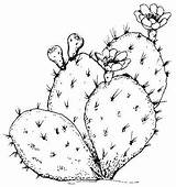 Cactus Coloring Pages Texas Drawing Flower Clipart Symbols Saguaro Pear Prickly Desert Dessin Plants Printables Drawings Kids State Painting Plant sketch template