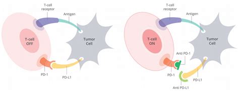 pd  abrogates  anti tumor immune response cancer biology