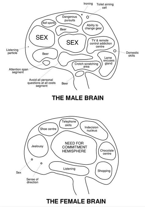 Male And Female Brain Funny Pictures Funny Photos