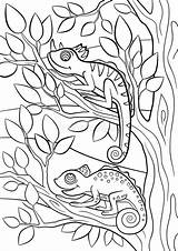 Coloring Camouflage Pages Animals Wild Printable Color Chameleons Cute Little Two Drawing Chameleon Vector Animal Clipart Pattern Digital Getdrawings Tree sketch template