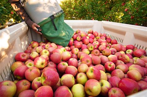 how we determine when to harvest apples stemilt