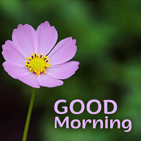 flower good morning quotes  friends