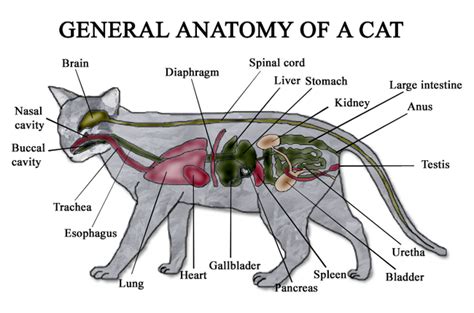 cat anatomy cats wiki fandom powered  wikia