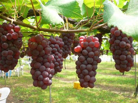 menanam anggur pertanian sukses