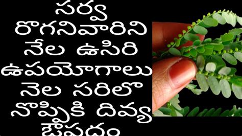 nela usiri  medicinal plants  youtube