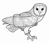 Lineart Owls Coloringbay Scorpio sketch template
