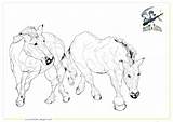 Wildpferde Przewalski Pferde sketch template