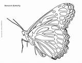 Butterfly Monarch Coloring Pages Drawing Kids Caterpillar Land Getdrawings Pattern Choose Board Flowers Mycoloringland sketch template