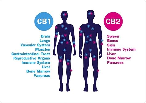 Does Cannabis Interact With The Gut Microbiome