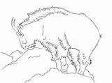 Ziege Goat Ausmalbilder Colorare Capra Nevi Rocheuses Ausmalbild Caprins Montagnes Malvorlagen sketch template