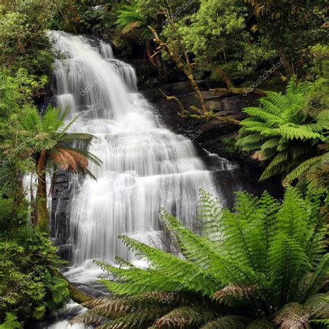 rainforest waterfall stock photo  robynmac