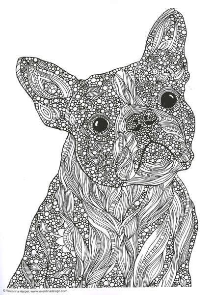 animals coloring pages  adults    print