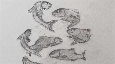 fisch zeichnen schwer fischlexikon