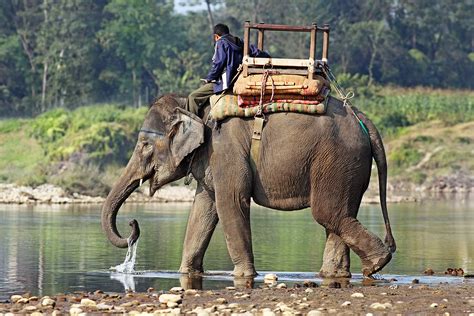 indian elephant  life  animals