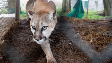 cougars glamorous killers expand their range the new york times