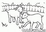 Cabra Colorear Ziegen Capra Cabras Goats Schafe Colorkid Koza Trawniku Ziege Wiese Prato Kolorowanki Kozy Owce Ovejas Capre Pecore Gramado sketch template