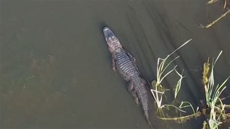 argyle alligator captured  drone video kcentvcom