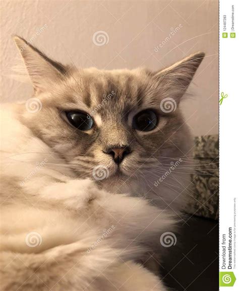 cats stock image image  sweet domestic cats