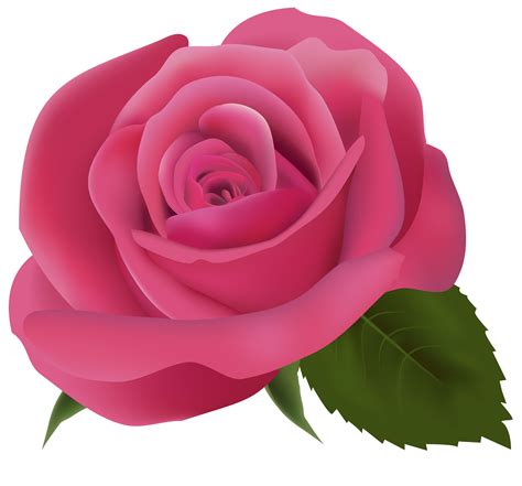 tong hop  rose transparent background pink cho thiet  anh lang man