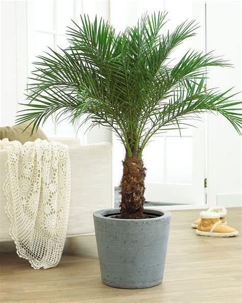 grow palm trees indoors  tree center