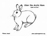 Hare Hares Mammals Tundra Popular sketch template