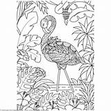 Coloring Pages Flamingo Bird Zentangle Choose Board sketch template