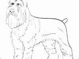 Schnauzer Coloring Pages Miniature Getcolorings Getdrawings sketch template