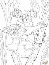 Koala Coloring Baby Bear Pages Realistic Drawing Printable Adult Koalas Silhouettes sketch template