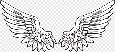 pair  white wings illustration drawing falcon angle animals