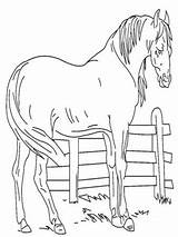 Horse Coloring Stable Pages Printable Resting sketch template