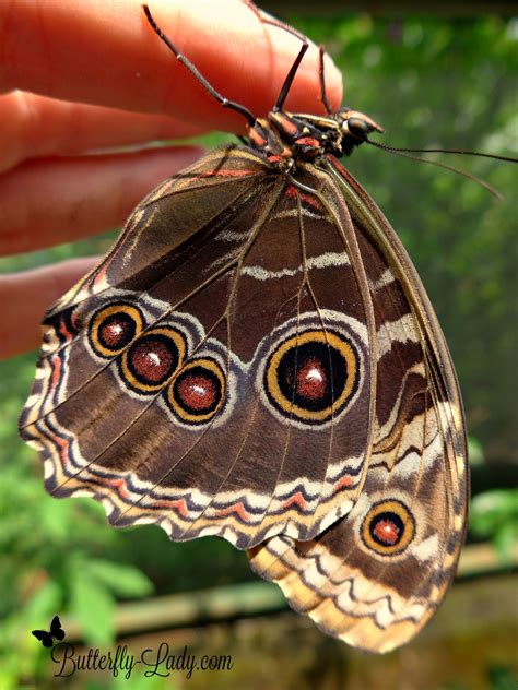 beautiful blue morpho butterfly lady