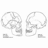 Skull Coloring Pages Anatomy Momjunction Little Top Skeleton sketch template