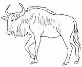 Coloring Wildebeest Pages Blue Antelope Gnu Springbok Drawing Printable Color Sheet Draw Supercoloring Version Click Getdrawings Designlooter Kids 74kb 1500 sketch template