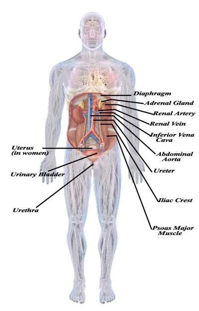 urinary system anatomy and physiology pinterest