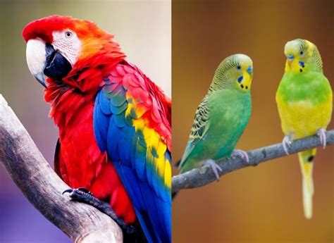 parrot   limbs amazing lovebirds   scientists imparrot
