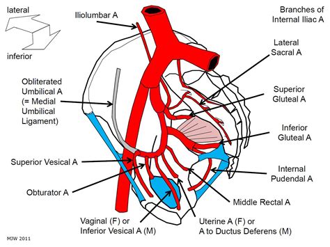 tutorial    remember  branches   internal iliac artery