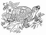 Coloring Turtles Kids Pages Color Print Funny Printable Beautiful Adult Children Animals Justcolor sketch template