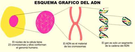El Adn Genes Y Cromosomas Objetivos Del Proyecto Genoma Humano