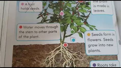 plant parts page  science youtube
