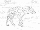 Hyena Spotted Coloringbay sketch template