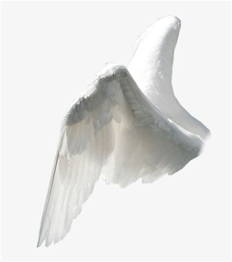 wings png  clipart