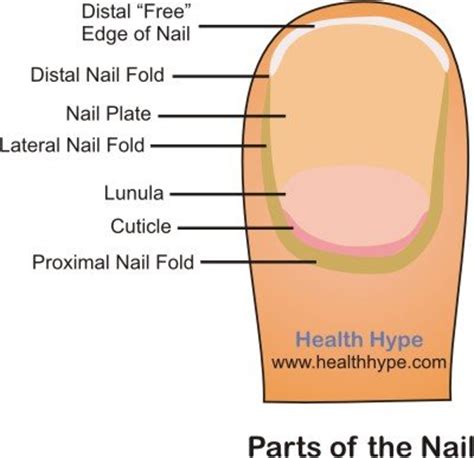 fingernail ridges pits curved nails health problems pictures healthhypecom