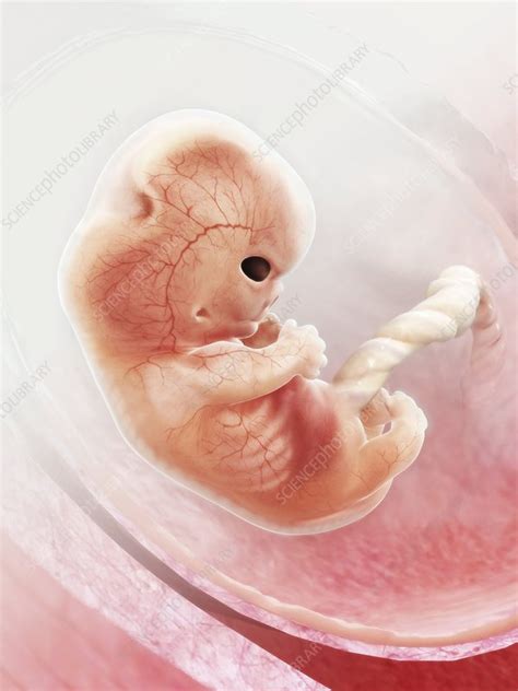 human foetus   womb artwork stock image  science