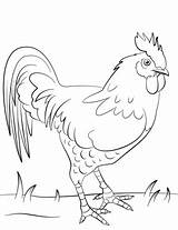 Rooster Coloring Pages Drawing Chicken Hen French Getdrawings Printable Portuguese Fight 색칠하기 Categories Simple Adults Template Albanysinsanity sketch template