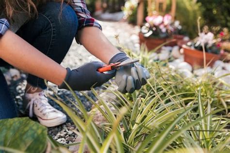 Resumen De 15 Artículos Como Cuidar Un Jardin [actualizado