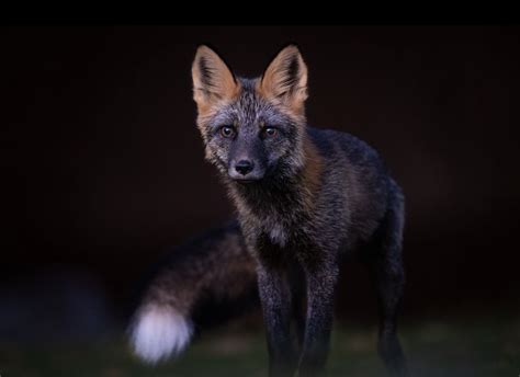 cross fox  possibly natures  gorgeous creature indie
