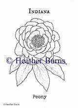 Indiana Flower State Coloring Template sketch template